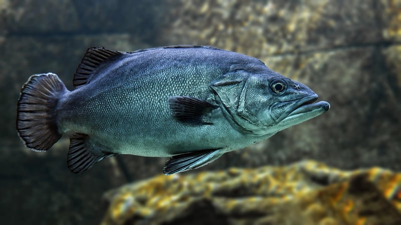 Underwater Kingdoms